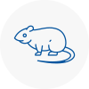 Rat Control Bridgwater