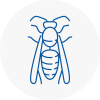 Bridgwater Wasp Nest Removal